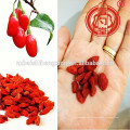 Tipo convencional ou BCS tipo orgânico ou baixo tipo de pesticida Ningxia milagre fruto-bagas de Goji Ningxia Medlar e Ningxia GOU QI